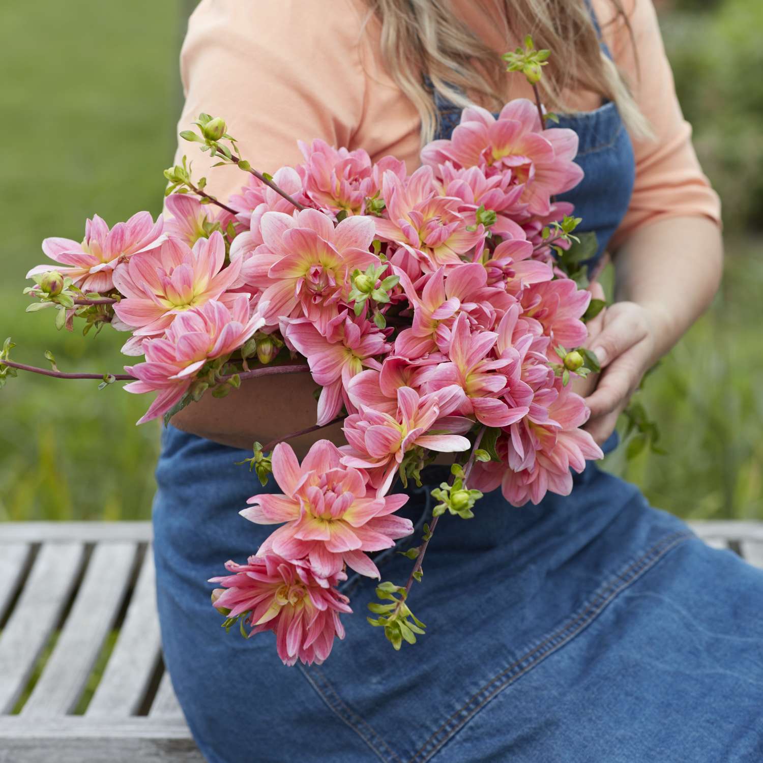 Dahlia 'Twiggy'